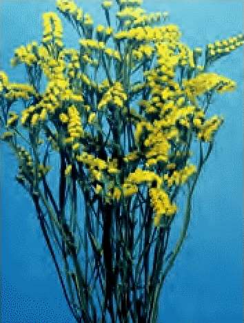 STATICE SINUATA PRECOCE GIALLO 1 Pacchetto